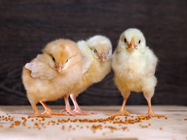 istock Chicken with white and yellow feathers, a pink beak 644272914