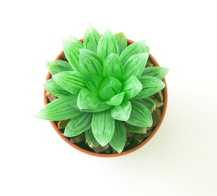 the succulents plant in pot on white background , overhead or top view