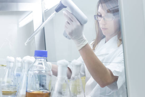 istock Life science researcher grafting bacteria. 644273364
