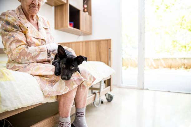 haute femme ayant zoothérapie dans la maison de retraite - senior adult dog nursing home pets photos et images de collection