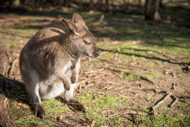 wallaby australiano, animal de la fauna en australia - agile wallaby fotografías e imágenes de stock