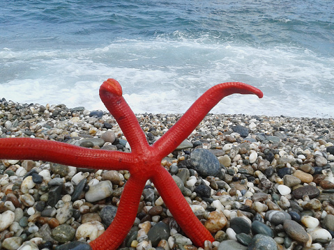Beautiful red starfish on the beach, make  greetengs like a human