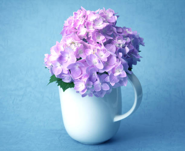 istock the sweet  hydrangea flowers in white vase 644291118