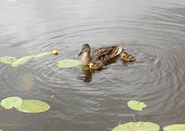 patinhos e peito de pato - sweden summer swimming lake - fotografias e filmes do acervo