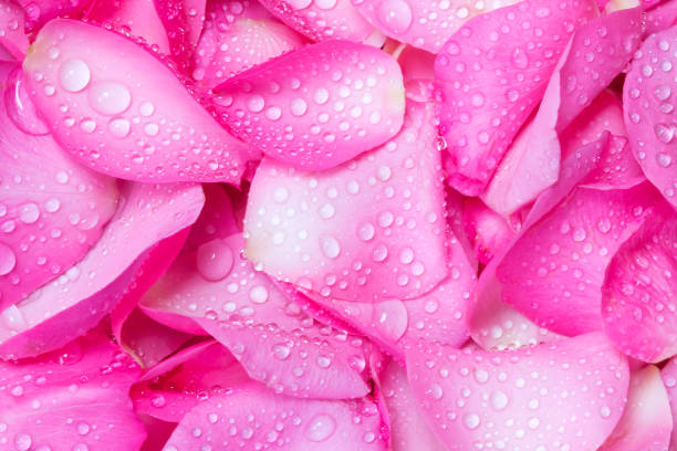 istock the fresh pink rose petal background with water drop 644292740