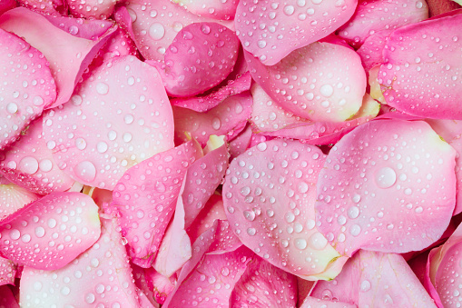 the fresh pink rose petal background with water drop