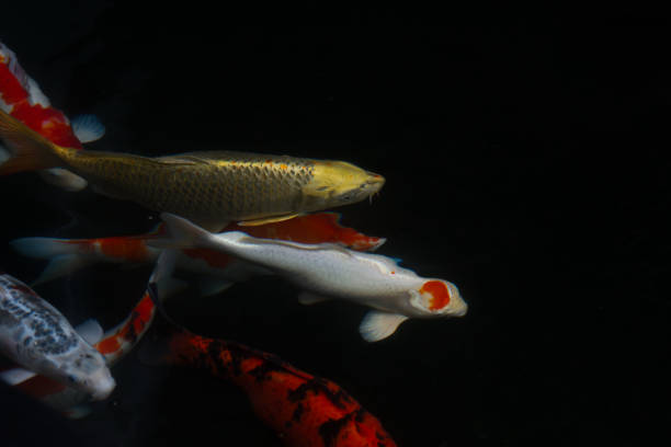 istock Carp fish swimming in the pond 644300050