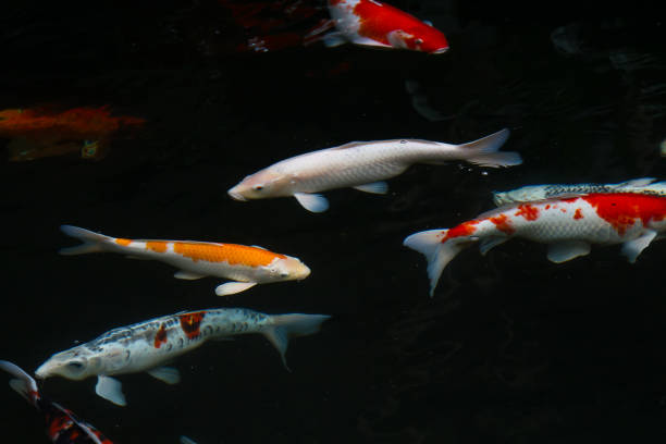 istock Carp fish swimming in the pond 644300086