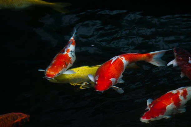 istock Carp fish swimming in the pond 644300104