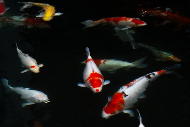 istock Carp fish swimming in the pond 644300106