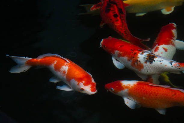 istock Carp fish swimming in the pond 644300114