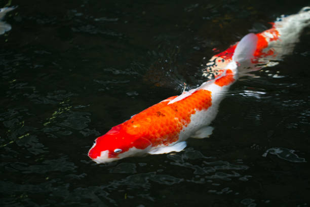 istock Carp fish swimming in the pond 644300118