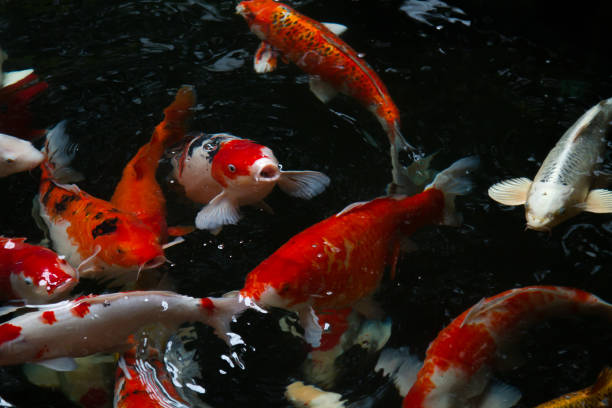 istock Carp fish swimming in the pond 644300122
