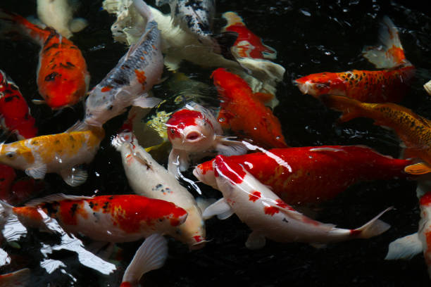 istock Carp fish swimming in the pond 644300136