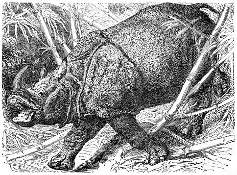 Ilustration of a Indian Rhinoceros (Rhinoceros Unicornis)