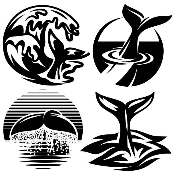 ilustrações, clipart, desenhos animados e ícones de conjunto de vetores modelos para logotipos com caudas baleia e água elemento - drop set water vector