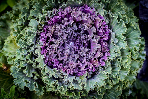 istock Top view of Purple lettuce 644316428
