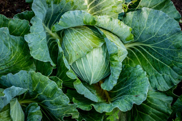 istock Top view of green lettuce 644316432