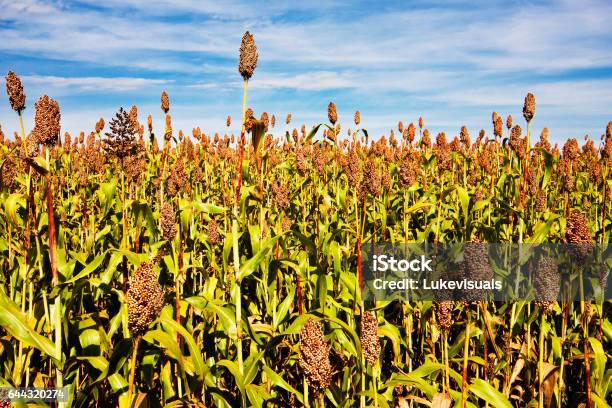 Sorghum Stock Photo - Download Image Now - Agriculture, Brazil, Cultivated Land