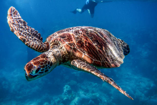 Marine Turtle in the Great Barrier Reef in Australia stock photo