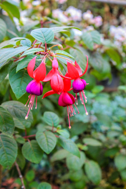 istock Pink Fuchsia Flowers 644321050