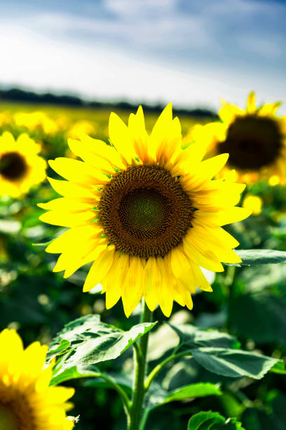 The Giant Sunflower stock photo