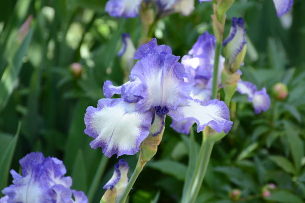 Purple Dwarf Iris Flower stock photo