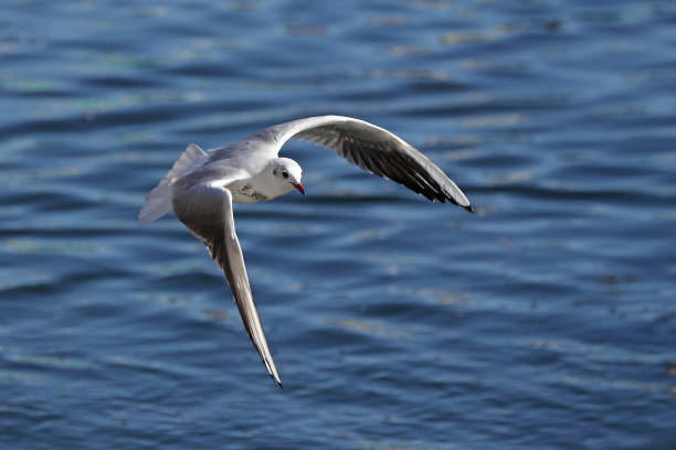 gabbiano in volo - common black headed gull foto e immagini stock