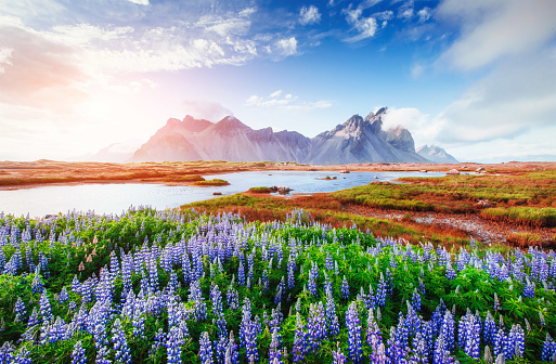 The picturesque landscapes of forests and mountains of Iceland. Wild blue lupine blooming in in summer