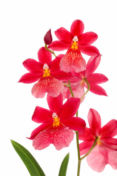istock Burragerara Orchid 644341816