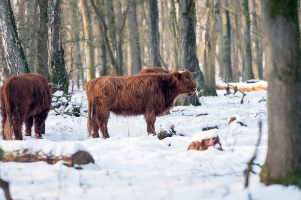 istock Herd of highland cattle in snowy winter forest. 644349802
