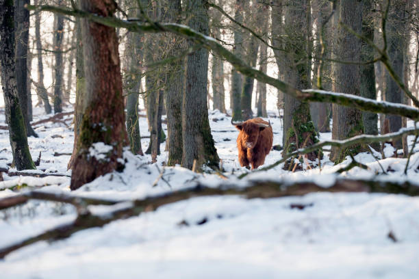 istock Highlander cow in snowy winter forest. 644349866