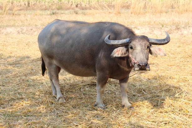 istock Black buffalo was let in natural daylight. 644353472