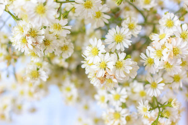 istock Abstract blur background of white cutter flowers 644353596