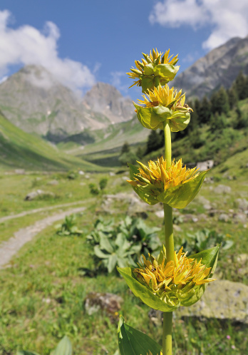 close on yellow gentian on landscape mountain background