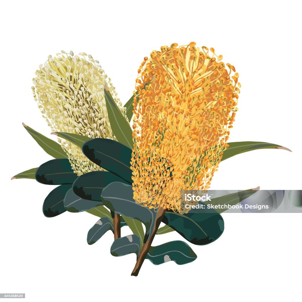 Illustration vectorielle de Banksia jaune australien fleur - clipart vectoriel de Australie libre de droits