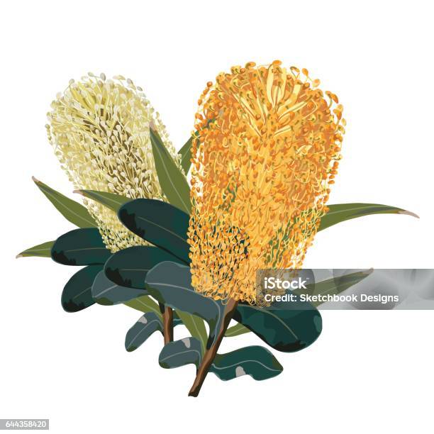 Illustration Vectorielle De Banksia Jaune Australien Fleur Vecteurs libres de droits et plus d'images vectorielles de Australie
