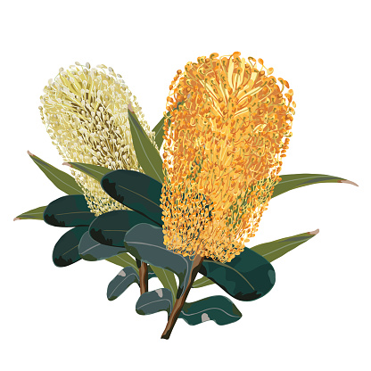 Australian Realistic Yellow Banksia Flowers isolated on a white background