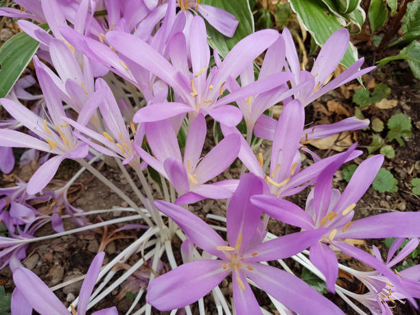 istock Autumn crocus, Colchicum, autumnale 644371570