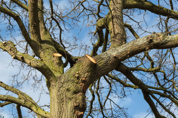 大きなオークの木の手術 - overhanging ストックフォトと画像