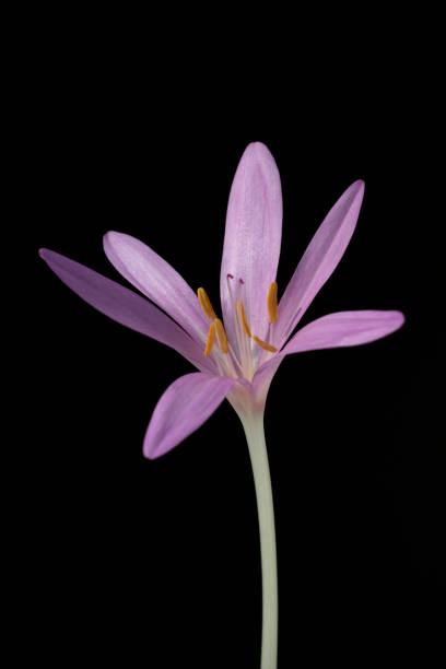 istock autumn, crocus; Colchicum; autumnale 644372166