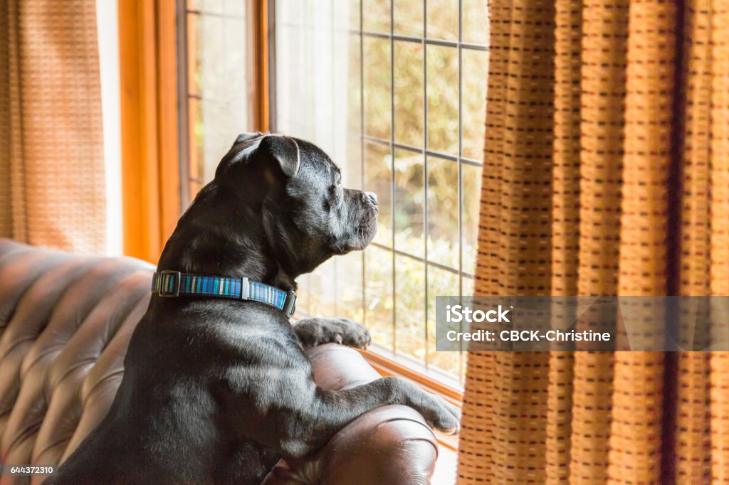 Perro en el sofá mirando por la ventana - Foto de stock de Perro libre de derechos