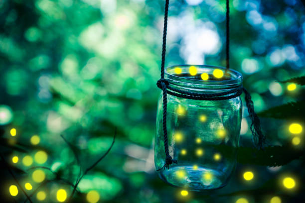 Firefly in a jar Firefly in a jar glowworm photos stock pictures, royalty-free photos & images