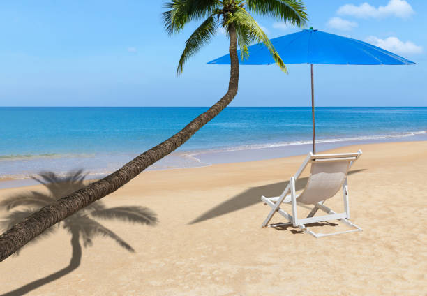 palmier sur la plage tropicale avec la chaise blanche de plage en bois - beach tropical climate palm tree deck chair photos et images de collection