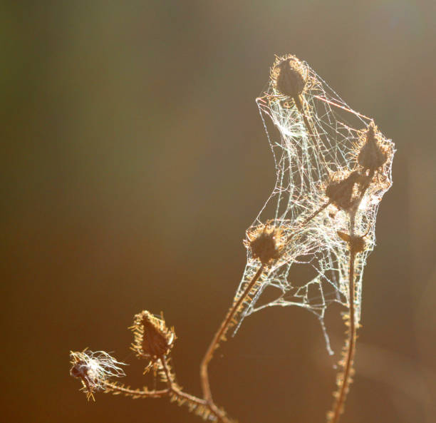 istock dry plant wrapped by spider web against morning sun 644399124