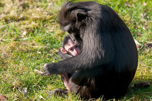 Young chimp in the arms of the mother chimpansee