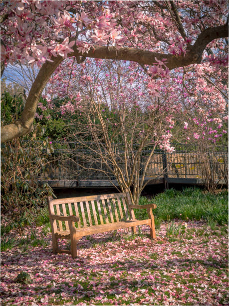 istock Empty Bench with flowers in Spring Season 644405010