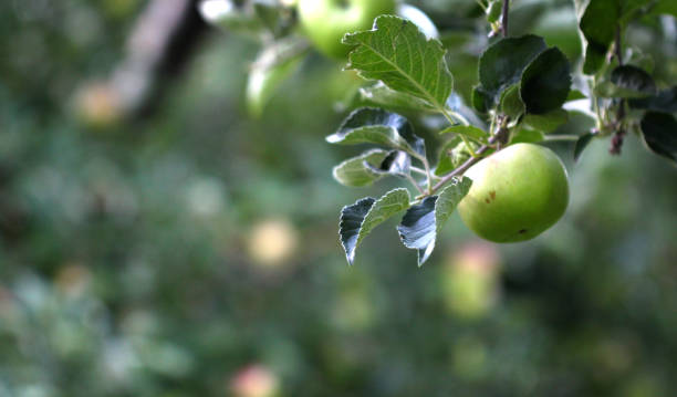 istock Picture of an Apple Orchard 644405244