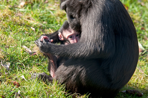 Young chimp in the arms of the mother chimpansee