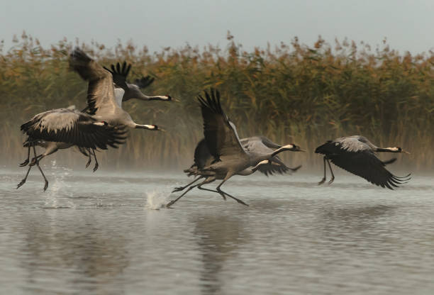 Cranes (Grus grus) running through the water A group of six cranes (Grus grus) running through the water and kicking to fly Autumn, foggy morning in the Bory Tucholskie National Park in Poland eurasian crane stock pictures, royalty-free photos & images